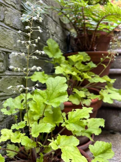 伦敦Kings Cross, Self-Contained House & Private Garden别墅 外观 照片