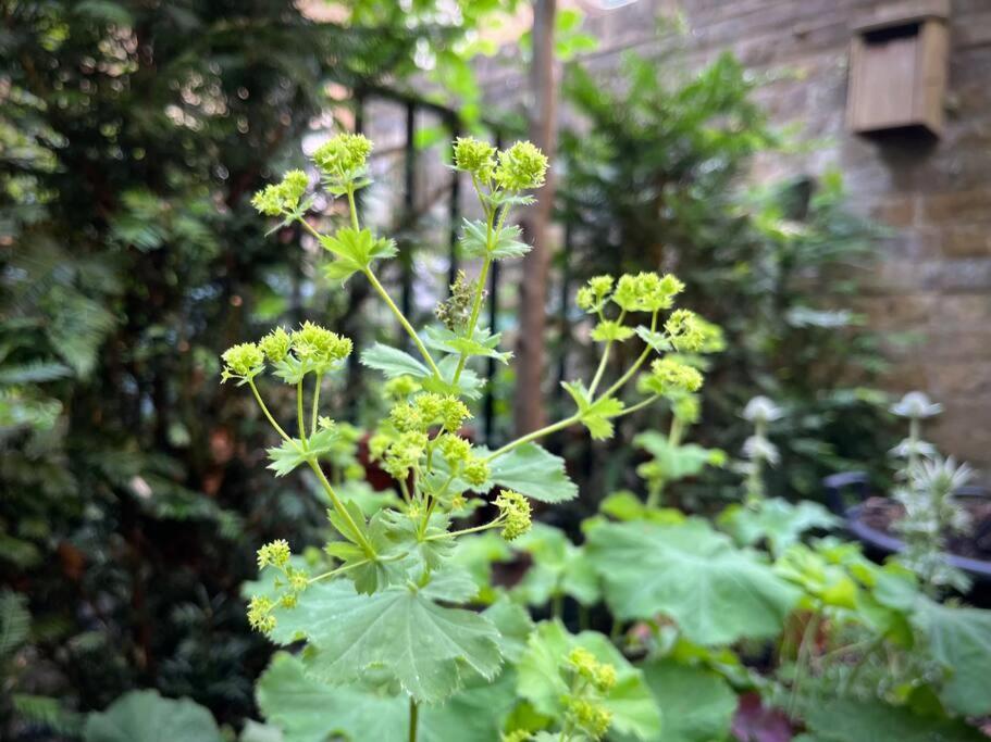伦敦Kings Cross, Self-Contained House & Private Garden别墅 外观 照片