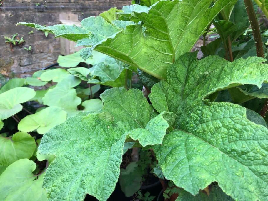 伦敦Kings Cross, Self-Contained House & Private Garden别墅 外观 照片