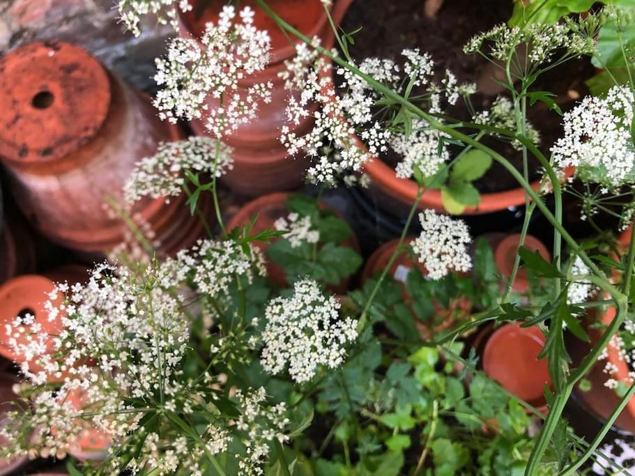 伦敦Kings Cross, Self-Contained House & Private Garden别墅 外观 照片